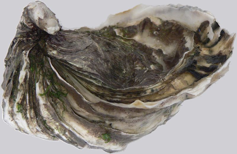 oyster shell