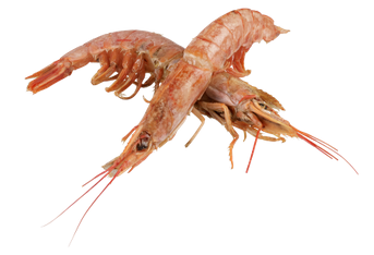two Argentinian red prawns - they're pinkish brown and have their heads and shells intact